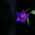 Campanula pallida Hábitos