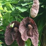 Aristolochia gigantea Flower