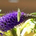 Veronica spicata 花