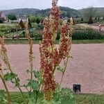 Rheum officinale Fleur