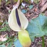 Arum idaeum Квітка