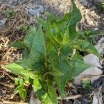 Mirabilis longiflora Blatt