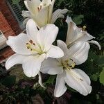 Lilium candidumЦвят