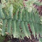 Dryopteris oreades 葉