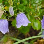 Campanula cochleariifoliaFiore