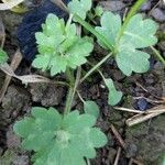 Ranunculus parviflorus Blad