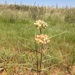 Asclepias subverticillata ᱡᱚ