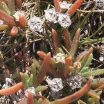 Delosperma napiforme Natur