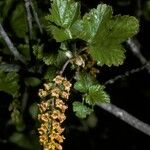 Ribes magellanicum Flor
