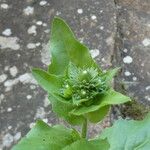 Hieracium amplexicaule Sonstige