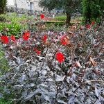 Dahlia × hortensis Habitus