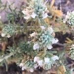 Teucrium dunense Flor