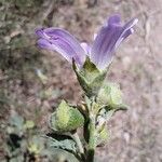 Malva multiflora Květ