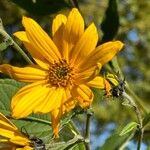 Helianthus tuberosus Flower