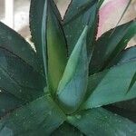 Agave havardiana 叶