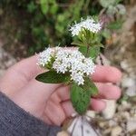 Stevia ovata Flor