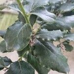 Garrya elliptica Yaprak