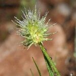 Echinaria capitata Цветок