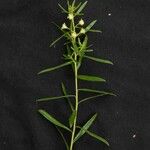 Baccharis dracunculifolia Frunză