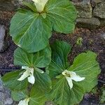 Trillium albidum 葉