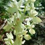 Orchis provincialis Flor