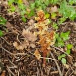 Orobanche hederae Leaf