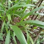 Setaria palmifolia Φύλλο