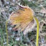 Anemone pulsatilla Frutto