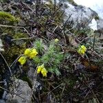 Draba hoppeana Egyéb