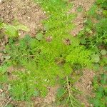 Artemisia annua Foglia