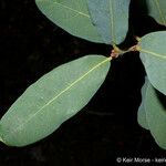 Quercus engelmannii Leaf