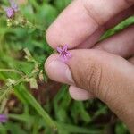 Cuphea ericoides Blüte