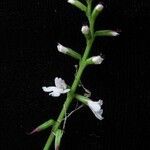 Phryma oblongifolia Habitus
