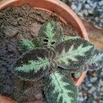 Episcia lilacina Hoja