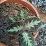 Episcia lilacina Fuelha