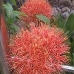 Scadoxus multiflorusCasca