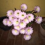 Echinopsis oxygona പുഷ്പം