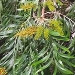 Grevillea robusta फूल