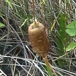 Typha minima Ffrwyth