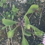 Erigeron alpinus অভ্যাস