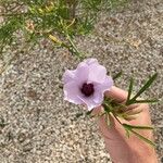 Alyogyne hakeifolia Flor