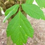 Acer negundoLapas