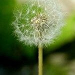 Taraxacum rubicundum Mbuma
