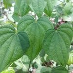 Dioscorea villosa Blatt