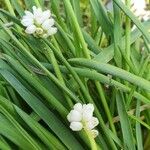 Muscari aucheri Flor