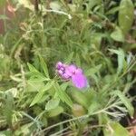 Iberis umbellata Flower