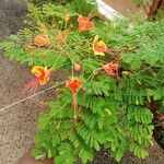 Caesalpinia pulcherrima Leaf