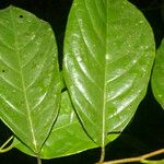 Dendrobangia boliviana Leaf