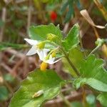 Solanum nigrumFlower