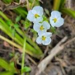 Sagittaria graminea Blomma